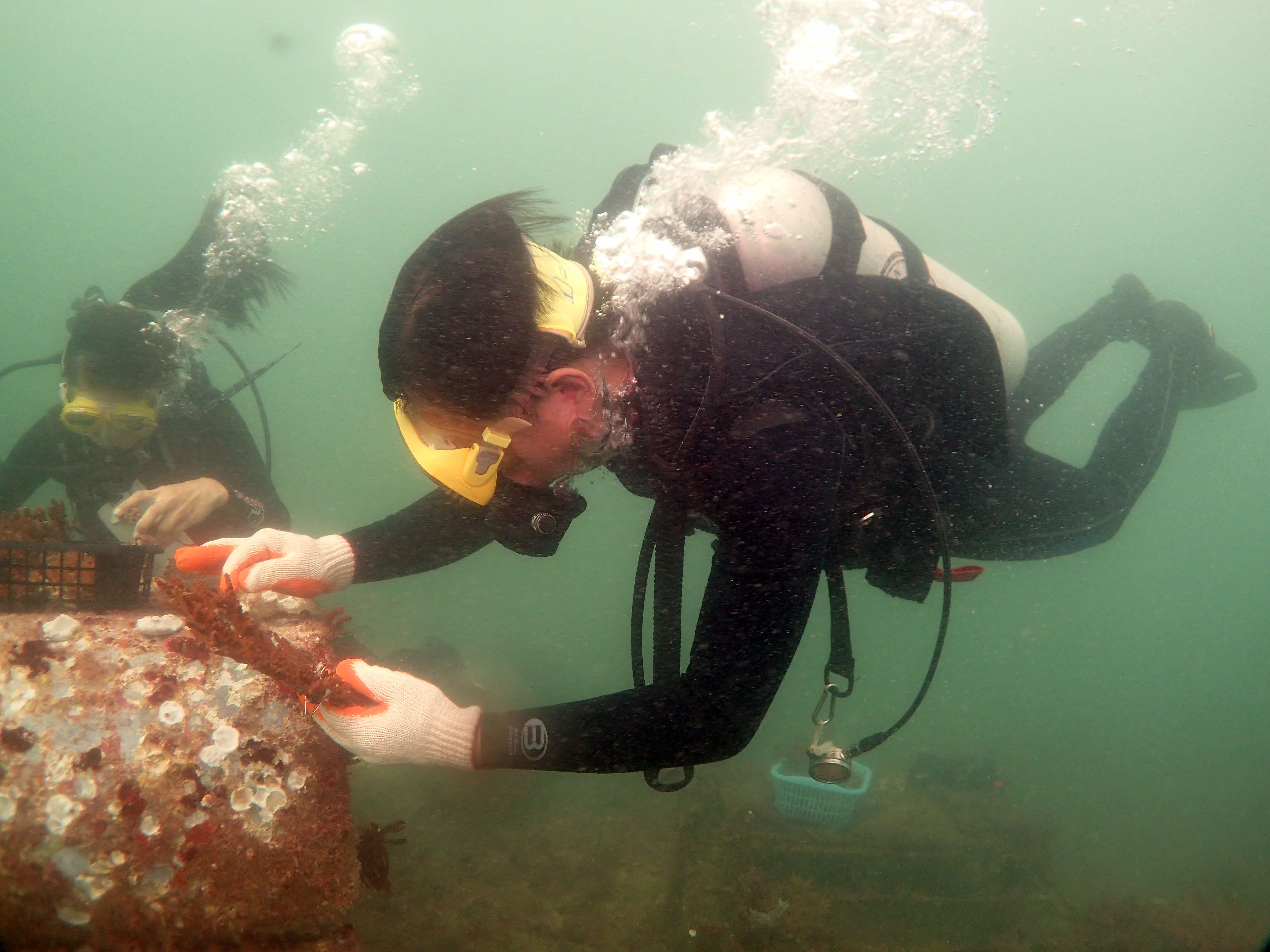 PlantACoral Initiative